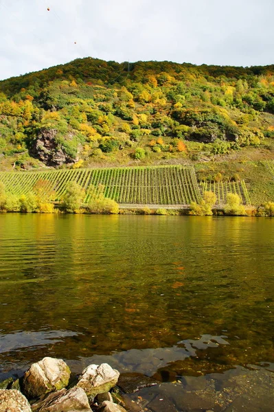 Vineyards Autumn Briedel Moselle — Stock Photo, Image