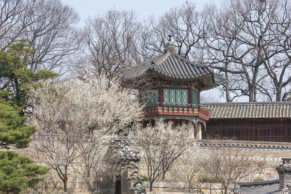 Pavilhão Coreano Tradicional Com Árvore Flor Ameixa Tomada Durante Temporada — Fotografia de Stock