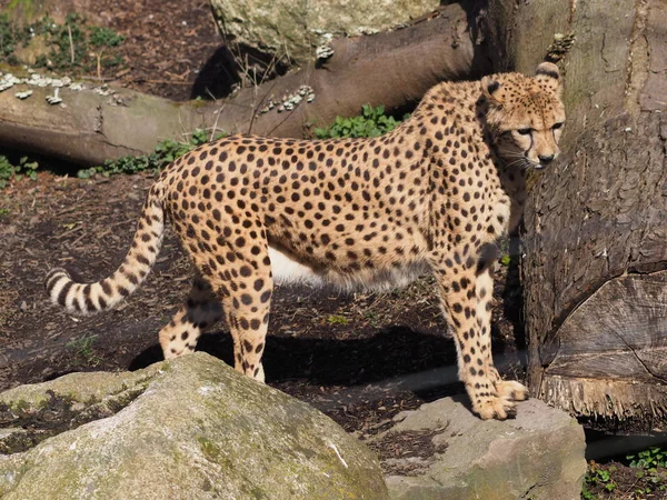 Ghepardo Gatto Animale Selvatico — Foto Stock