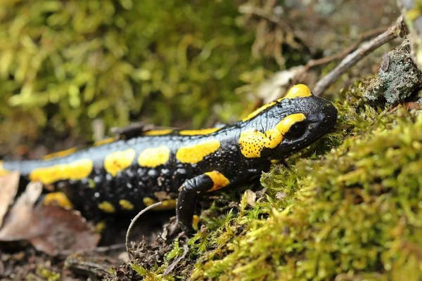 Salamandra Fuego Salamandra Salamandra Parque Nacional Kellerwald —  Fotos de Stock