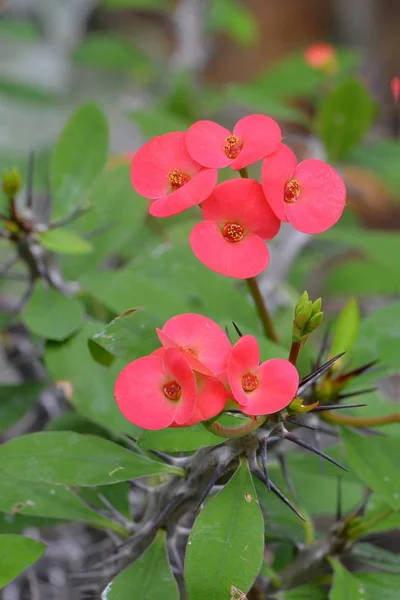 View Beautiful Spring Flowers — Stock Photo, Image