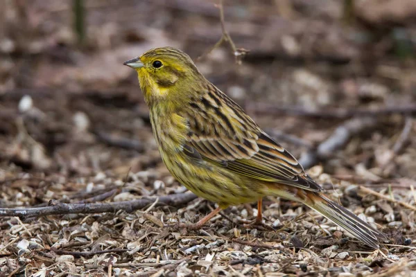 Yellowhammer Zingende Vogel Fauna Natuur Emberiza Citrinella — Stockfoto