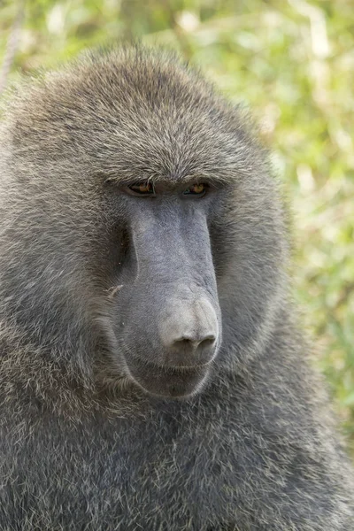 Anubispavian Papio Anubis Στο Εθνικό Πάρκο Της Λίμνης Nakuru Kenya — Φωτογραφία Αρχείου