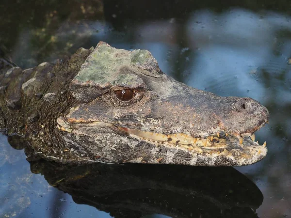 Крокодиловое Животное Земноводный Хищник — стоковое фото