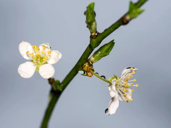 Körsbärsblommor Vårträd Blommor Grenar — Stockfoto