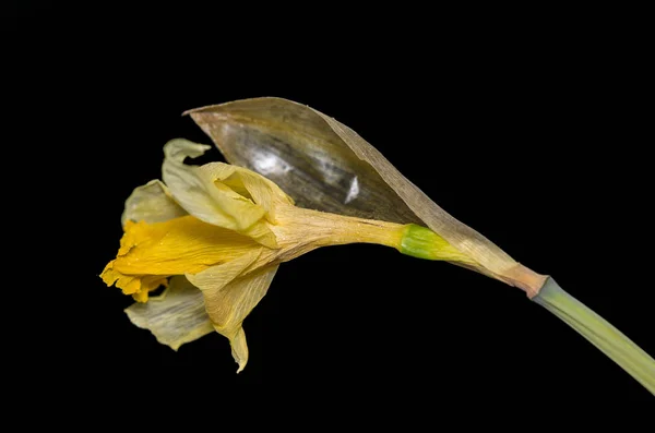 Flor Primavera Hermoso Narciso —  Fotos de Stock