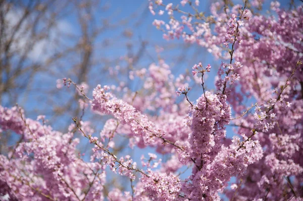 在晴朗的蓝天映衬下 一棵盛满了粉红色花朵的树 — 图库照片