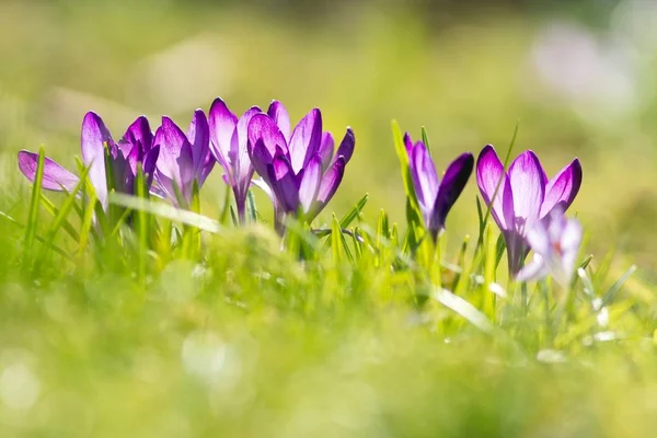 Фиолетовые Крокусы Лепестки Весенних Цветов — стоковое фото