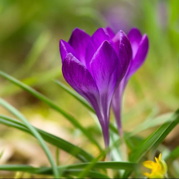 Purple Crocuses Spring Flowers Petals — Stock Photo, Image