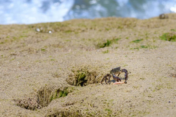Eine Kleine Krabbe Auf Einem Felsen Strand — Stockfoto
