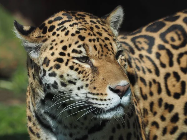 Leopardo Animale Predatore Gatto Grosso — Foto Stock