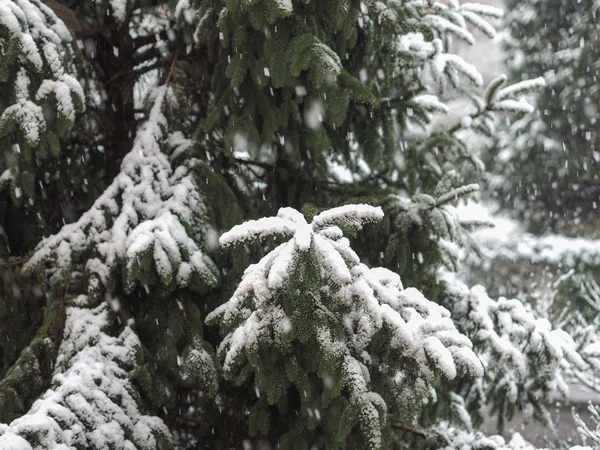 Χειμερινή Σκηνή Χιονίζει Ένα Πεύκο — Φωτογραφία Αρχείου