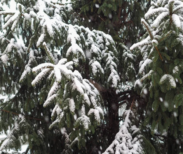 Escena Invierno Nevando Pino — Foto de Stock