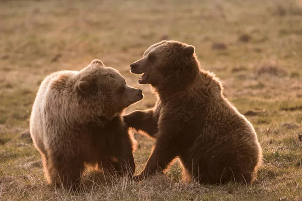 Dwa Europejskie Niedźwiedzie Brunatne Bawiące Się Razem Słodko — Zdjęcie stockowe