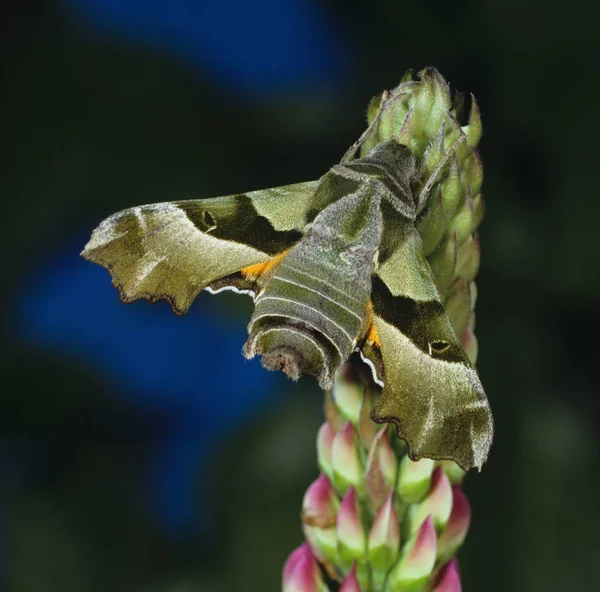 Νυχτοπεταλούδα Νυχτοπεταλούδα Proserpinus Proserpina Στο Λουλούδι Του Λύκου Ένα Από — Φωτογραφία Αρχείου
