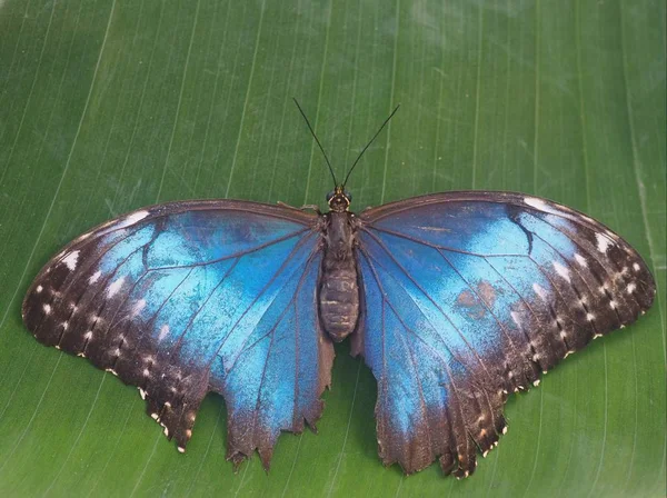 Närbild Insekter Vild Natur — Stockfoto