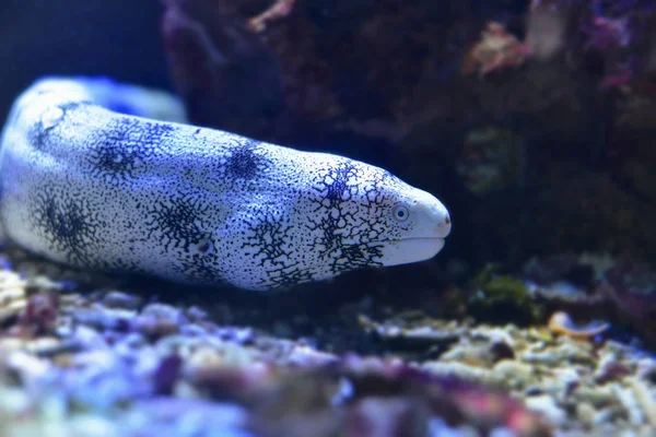 Moray Fish Moray Eel Βαθιά Νερά — Φωτογραφία Αρχείου