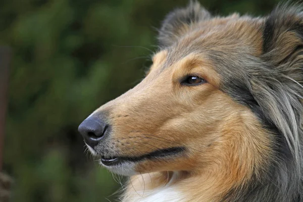 Collie Pedigree Dog Animal Pet — Stock Photo, Image