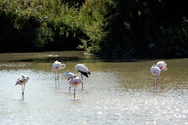 Flamingos Camargue Nas Proximidades Saintes Maries Mer Languedoc Roussillon — Fotografia de Stock
