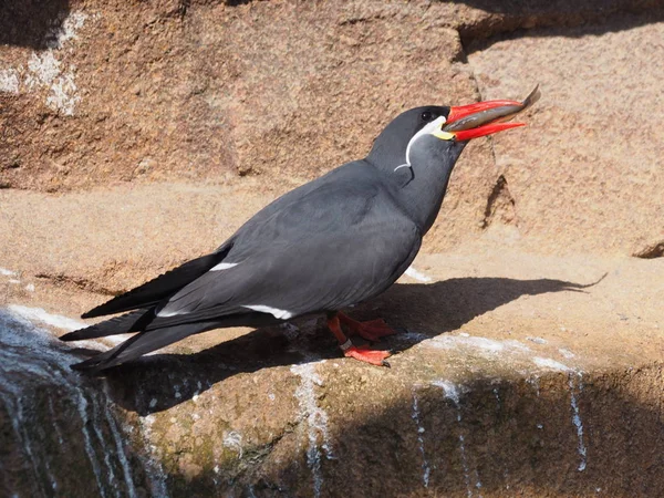 Vue Panoramique Belle Inca Tern Nature — Photo