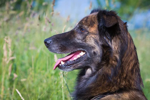 Portrait Belgian Shepherd Dog Profile — Stock Photo, Image