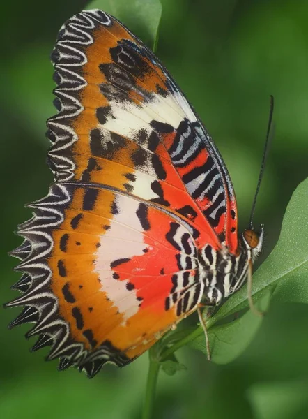 Nahaufnahme Von Wanzen Der Wilden Natur — Stockfoto