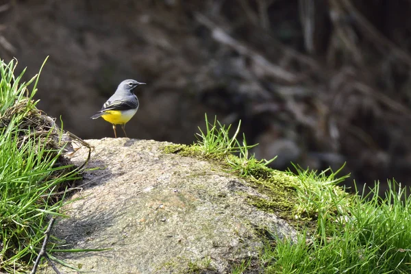 Vista Hermoso Pájaro Naturaleza — Foto de Stock