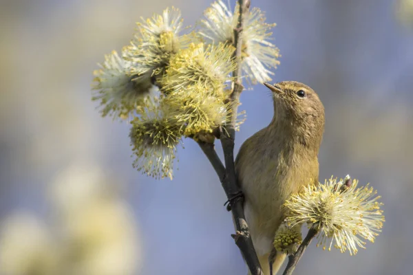 Zilpzalpは開花柳の枝の上にあり — ストック写真