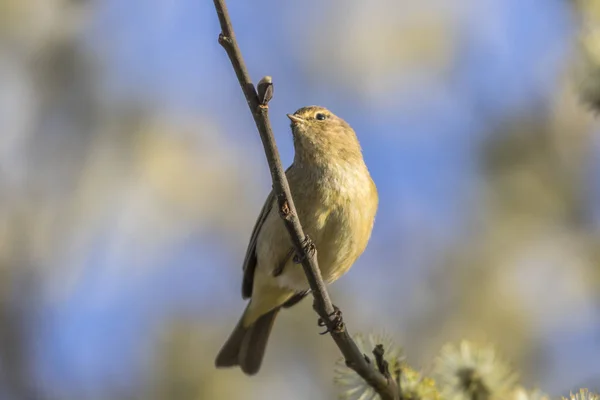 Zilpzalp Est Assis Sur Une Branche Saule Fleurs — Photo