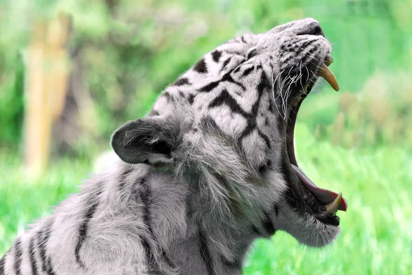 非常にまれな白い虎のプロフィール肖像画 Panthera Tigris 口を開く — ストック写真