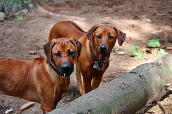 Our Rhodesian Ridgeback Bitch Friend — Stock Photo, Image