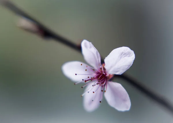Frühlingserwachen Symbol Blüte Isoliert Grünen Hintergrund — Stockfoto