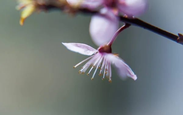 Primavera Despertar Símbolo Bloom Aislado Fondo Verde — Foto de Stock