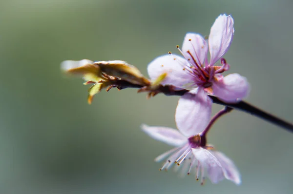 Bahar Uyanışı Sembolü Çiçek Yeşil Arkaplan — Stok fotoğraf