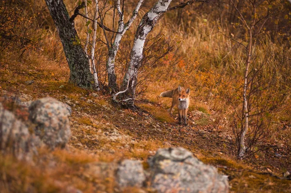 Κόκκινη Αλεπού Στο Φθινόπωρο Τάιγκα — Φωτογραφία Αρχείου