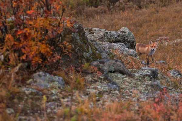 秋の大河の赤狐 — ストック写真