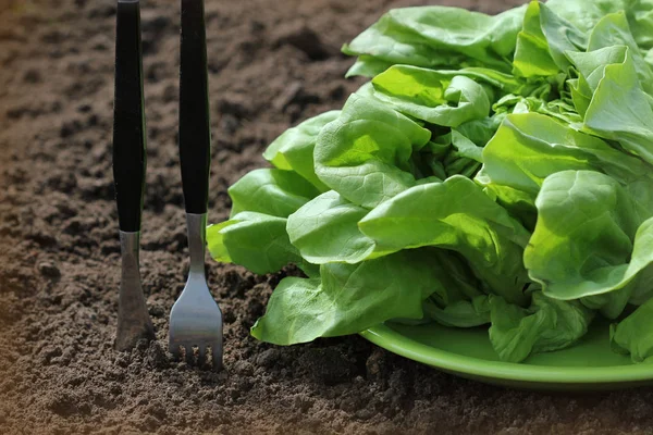 Gabel Und Messer Erde Und Salat Gesundes Ernährungskonzept — Stockfoto