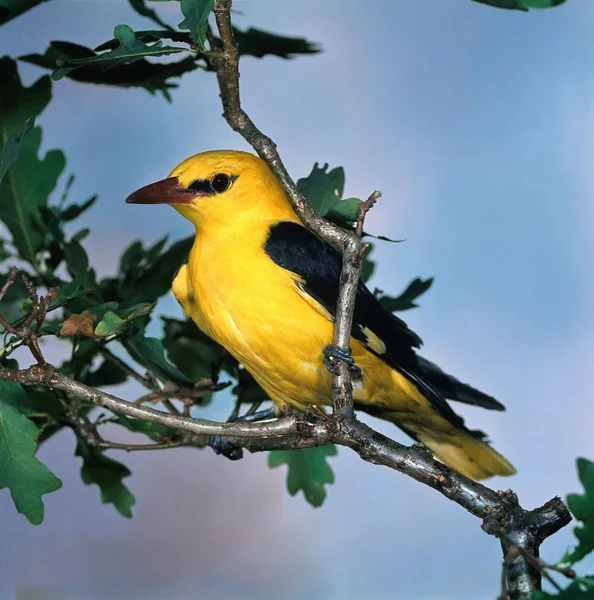 oriole,male,in oak leaves. in switzerland,the oriole is listed in the national red lists. in germany,the oriole is included in the alert list of the red list. in the state of north rhine-westphalia,the oriole is listed as 