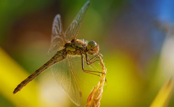 Libelle Een Grassprietje Als Macro — Stockfoto