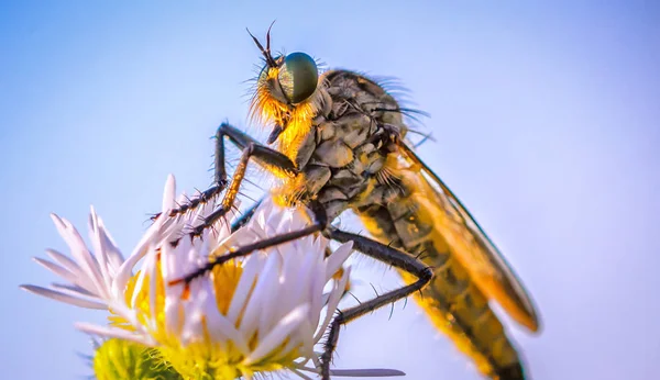 Blinde Fliege Als Makro Auf Einer Blüte — Stockfoto