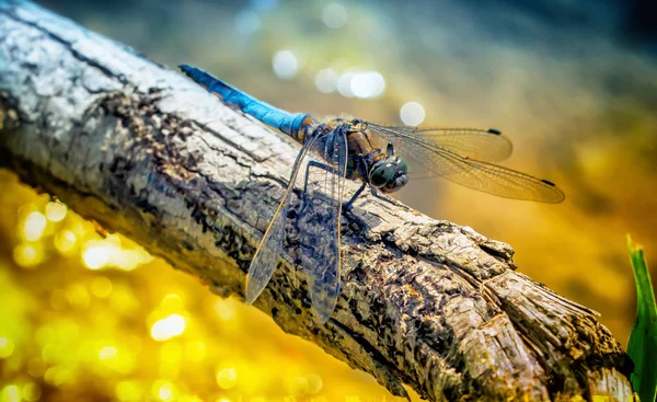 Dragonfly Μπλε Βέλος Ένα Υποκατάστημα Μακροεντολή — Φωτογραφία Αρχείου