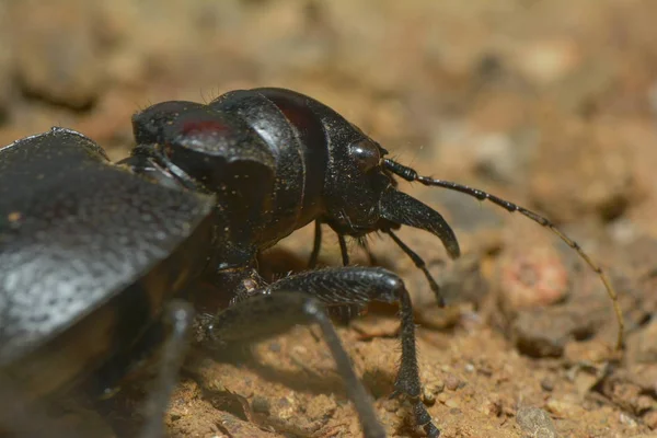 Gros Plan Bug Nature Sauvage — Photo