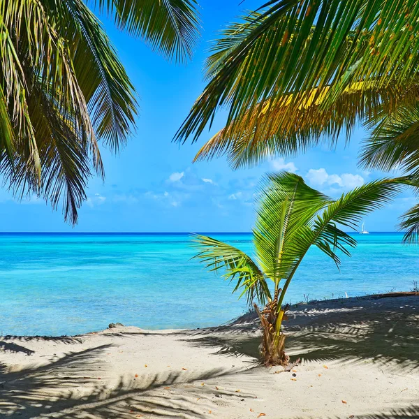 Sandy Caribbean Beach Kókuszpálmafákkal Kék Tengerrel Saona Sziget Dominikai Köztársaság — Stock Fotó