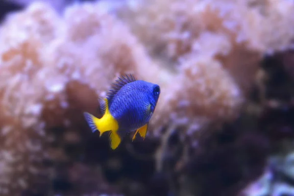 Een Kleine Vis Het Aquarium — Stockfoto