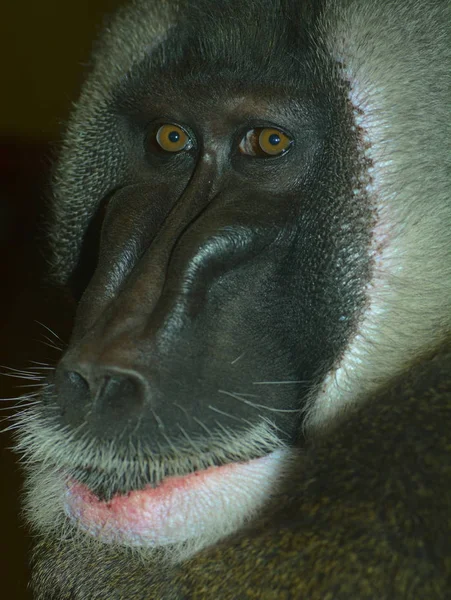 Encerramento Animais Jardim Zoológico — Fotografia de Stock