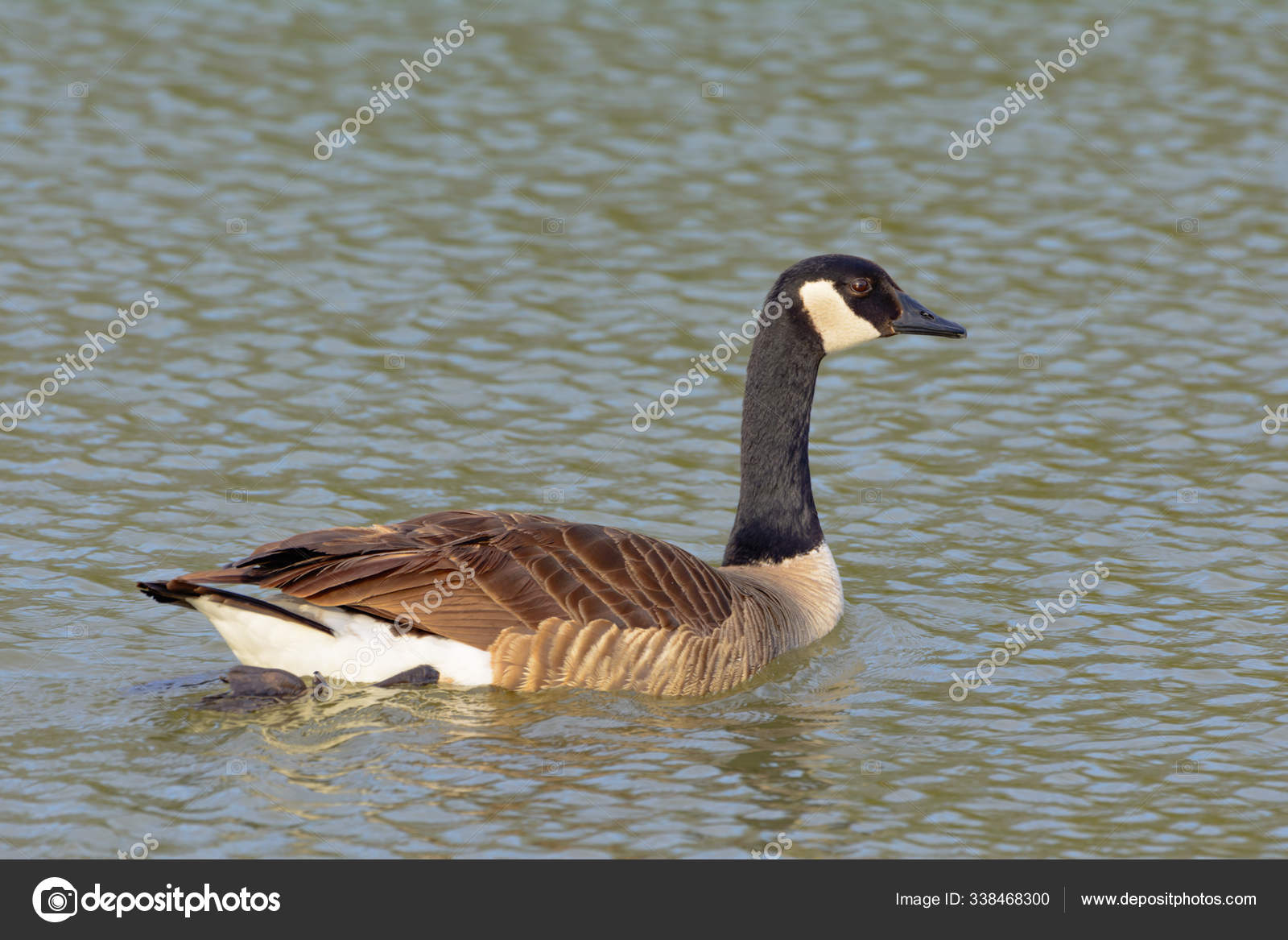 Single Canadian Goose Swimming Pond Neck Fully Extended Bright
