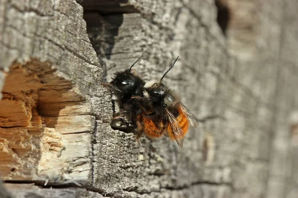 Rohaté Zednářské Včely Osmia Cornuta Během Páření — Stock fotografie
