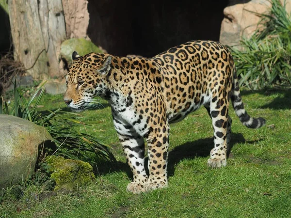 Jaguar Cacciatore Grande Gatto Animale Selvatico — Foto Stock