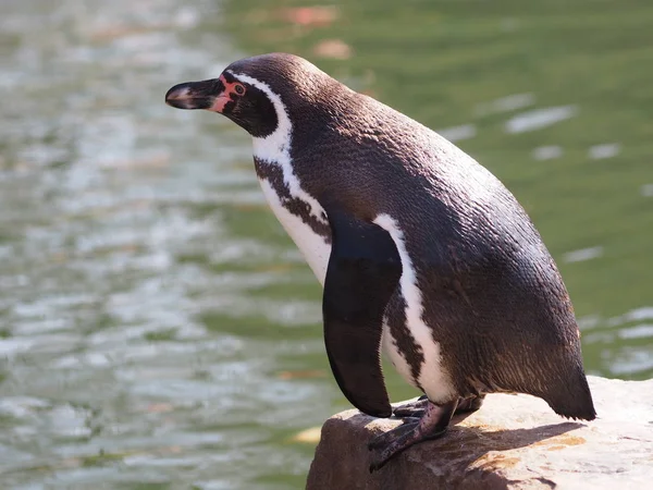 Schilderachtig Uitzicht Schattige Pinguïn Vogels Natuur — Stockfoto