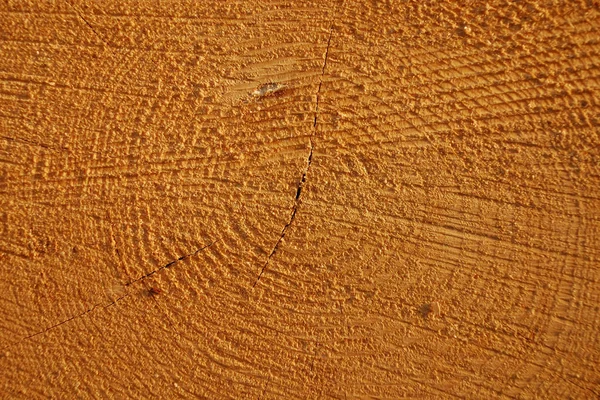 Δακτύλιοι Δέντρου — Φωτογραφία Αρχείου